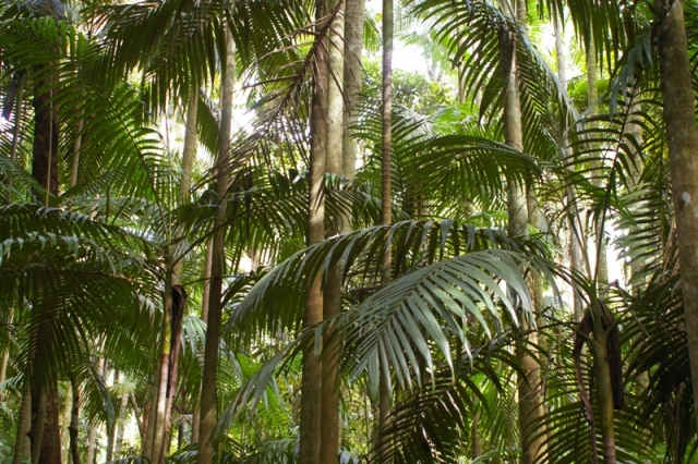 Rainforest at Bellthorpe Stays